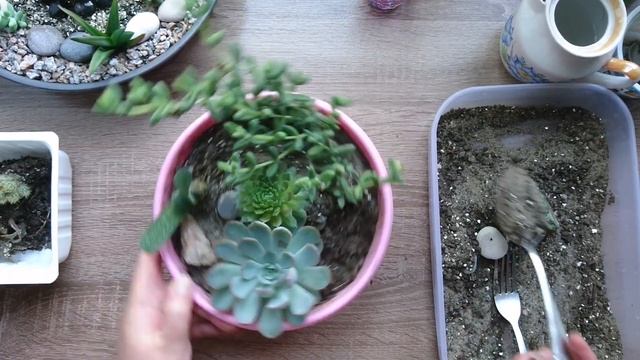 Какой цветок мы убрали - уход за клумбой суккулентов / Сare for a flower bed of succulents смотреть онлайн