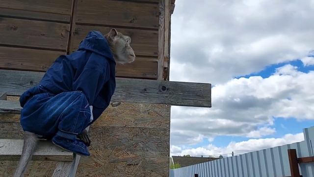 обезьяньи прогулки?(Ч.2) #monkey #petmonkey #обезьяна #макака #гиббон #экзотика #зоо #домашниемакак смотреть онлайн