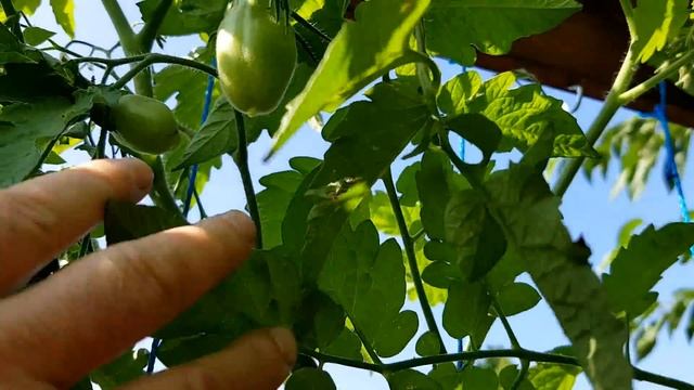 Чем заниматься на огороде в начале августа