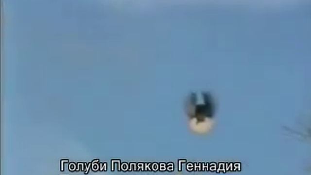 Голуби бескружные высоколётные.avi смотреть онлайн