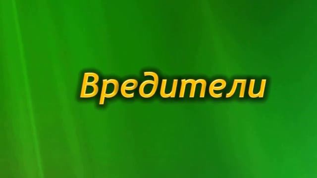 Болезни и вредители Традесканции. Как лечить растение?