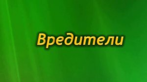 Болезни и вредители Традесканции. Как лечить растение?