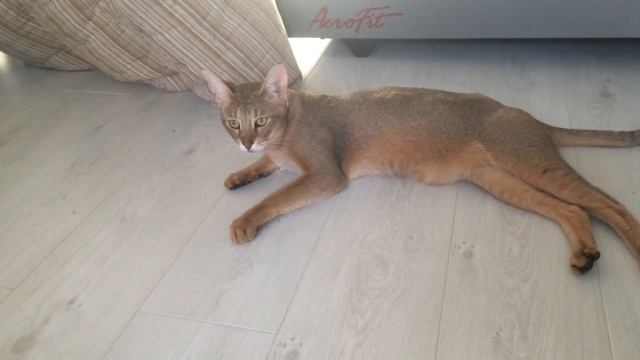 Чаузи ф1 питомник Анакторон