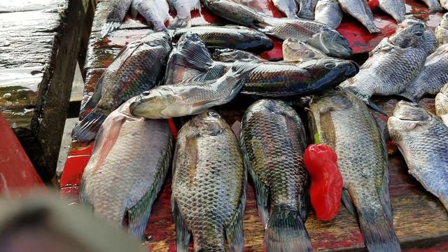 Only in Guyana 🇬🇾 everyday fresh saltwater and sweetwater fish смотреть онлайн