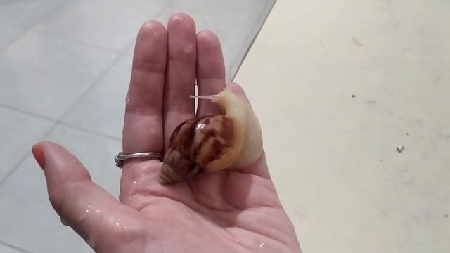 МАЛЕНЬКИЕ УЛИТЯТА смотреть онлайн