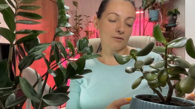 Замиокулькас и Крассула смотреть онлайн