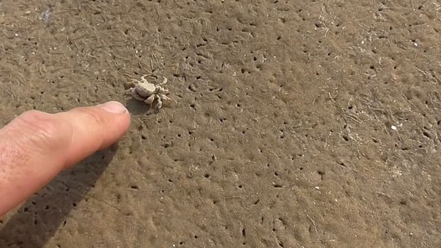 Крабы в таганрогском заливе смотреть онлайн