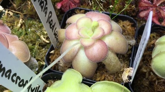 Sundew & Pinguicula Collection! смотреть онлайн