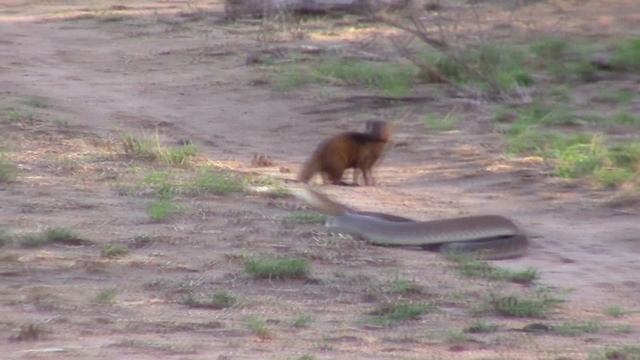 Мамба Укусила Льва / Черная Мамба в Деле смотреть онлайн