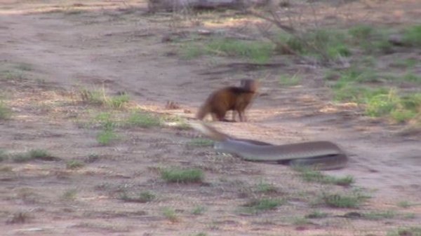 Мамба Укусила Льва / Черная Мамба в Деле