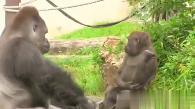 ГОРИЛЛЫ МАма и сыночек🐵👍🔥GORILLA Mom and son🐵👍🔥 смотреть онлайн