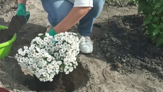 Как сажать астру. Как правильно ухаживать за альпийской астрой смотреть онлайн