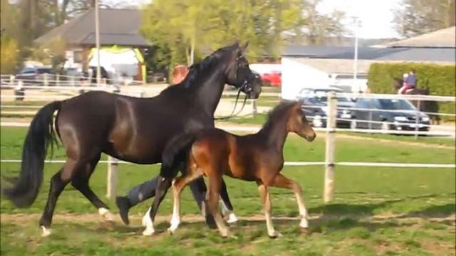 Hengstfohlen von Samba Hit x Casaretto (Calypso II) *for sale* смотреть онлайн