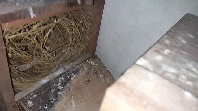 java sparrow breeding Progress||Java Finch Breeding Tips|| Successful Breeding Aviary of Java Finch смотреть онлайн