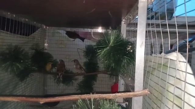 Птенец без оперения на голове. 3 кладка канарейки. смотреть онлайн