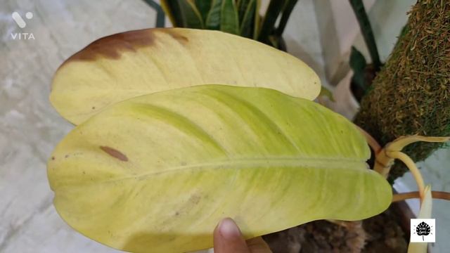 How to save dying philodendron lemon lime ? Why philodendron leaves turning brown? смотреть онлайн