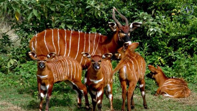 Species Spotlight: Bongo смотреть онлайн