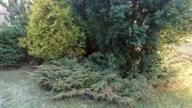 Композиции из хвойных смотреть онлайн