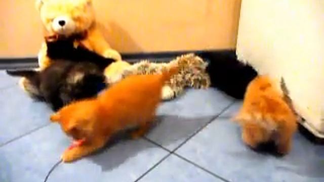 Маленькие пушистые котята - много солнца и позитива! смотреть онлайн