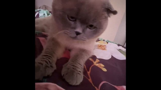 Как кошка с собакой ) курцхаар Жастин. смотреть онлайн