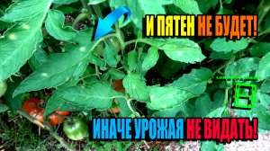 ПРОСТЫЕ СПОСОБЫ БОРЬБЫ С БОЛЕЗНЯМИ ТОМАТОВ (КЛАДОСПОРИОЗ И ФИТОФТОРА). ЭКО-САД ВЫХОДНОГО ДНЯ 23-22