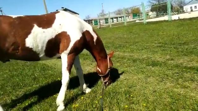 Приучение к выпасу на верёвке.