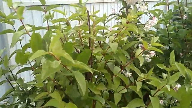 ЦВЕТЁТ РОЗОВЫЙ ЖАСМИН.ГОСТЬ ОТ СОСЕДЕЙ. смотреть онлайн