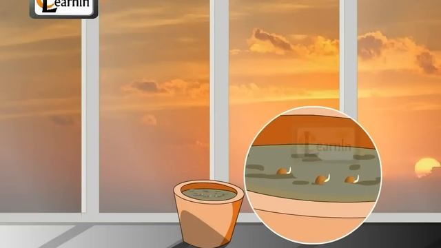 Germination Of Seeds - Theory And Experiment - Science