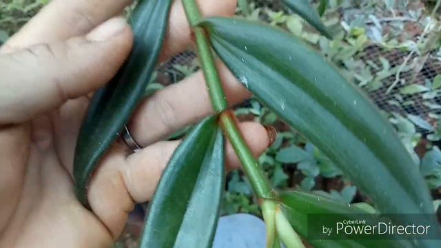 Lọng xòe khoe sắc vàng rực cả một vùng trời hehe смотреть онлайн