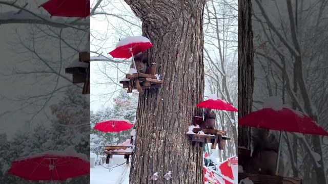 домики для белочки смотреть онлайн