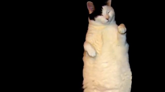 Meow Meow I'm a Kitty Cat смотреть онлайн