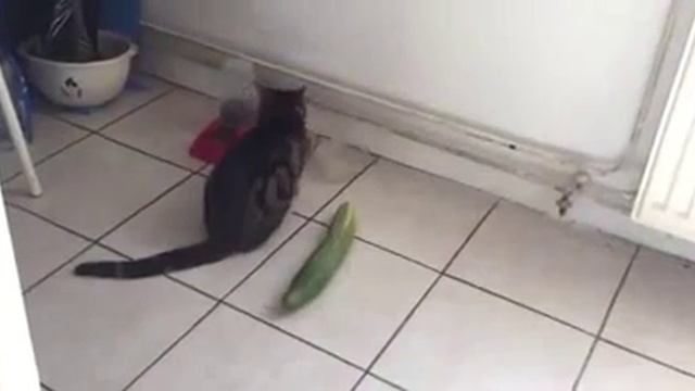 Трусливые коты смотреть онлайн