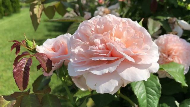 Цветёт роза Роз де Толбиак … смотреть онлайн