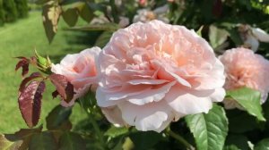 Цветёт роза Роз де Толбиак …