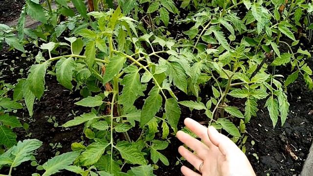 Томаты в парнике, обзор сортов Хлебосольный, Златава, Сахарная голова, Джина, Марглоб, Невеличка.. смотреть онлайн