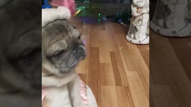 #мопс #Мопсы#мопсики #новыйгод #pug смотреть онлайн