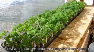 Рассада томатов бледная и тонкая — что делать