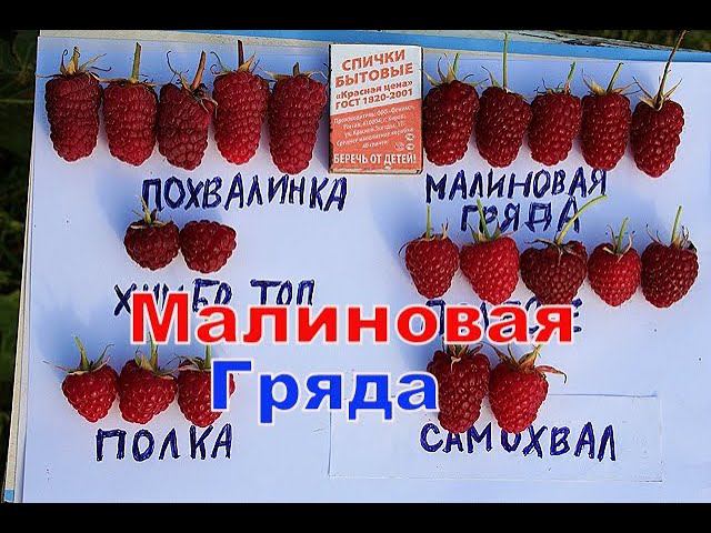 Малина Малиновая Гряда смотреть онлайн