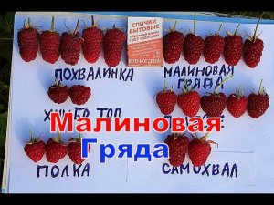 Малина Малиновая Гряда