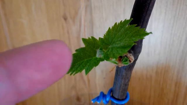 Развитие вегетирующих саженцев винограда. 3 часть удаление второй почки смотреть онлайн