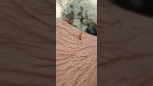 Морские муравьи смотреть онлайн