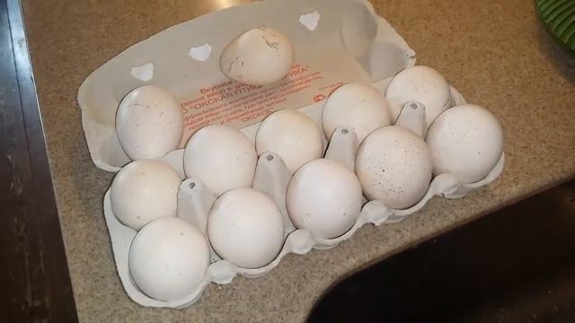 Северо-кавказские индюки инкубация. смотреть онлайн