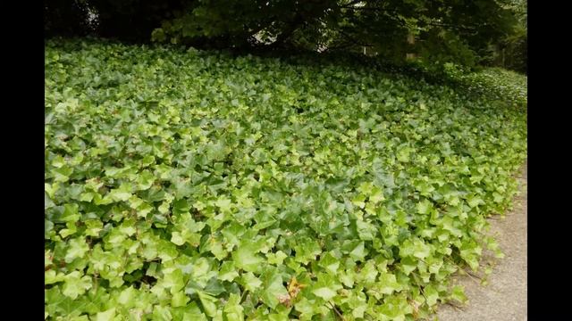 ПЛЮЩ (HEDERA) сем. Аралиевые смотреть онлайн