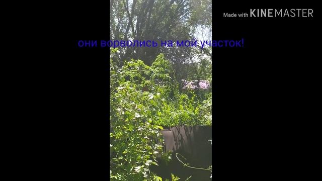 ч.2 Разборки с соседями на моем участке смотреть онлайн