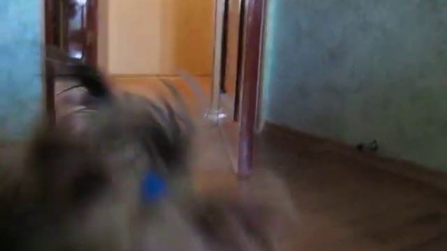 Как нужно звать собаку смотреть онлайн