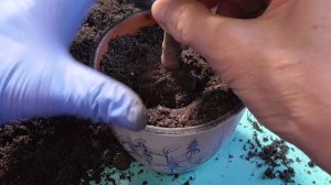 ЗИМНЯЯ ПЕРЕСАДКА ДЕНЕЖНОГО ДЕРЕВА. В каких случаях необходима зимняя пересадка толстянки