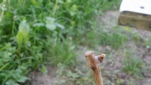 I 03  Прививка Черенков Винограда Дрелью спустя 2 месяца Grafting vine Grape with DRILL 20210604