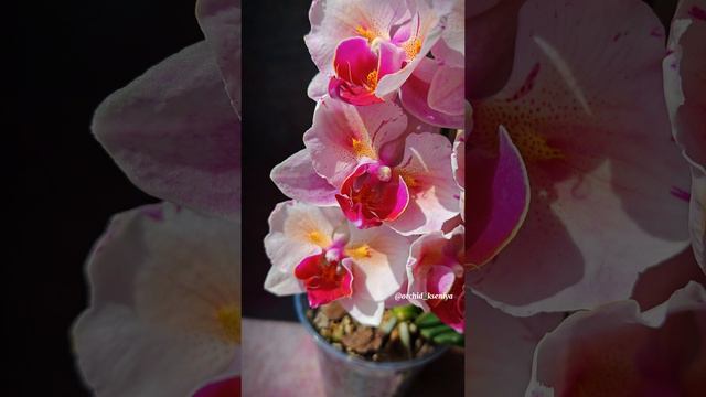 Phal. PF-5017 от азиатского садовника Profar 🌸 Второе цветение подростка орхидеи бабочки 🥰 смотреть онлайн