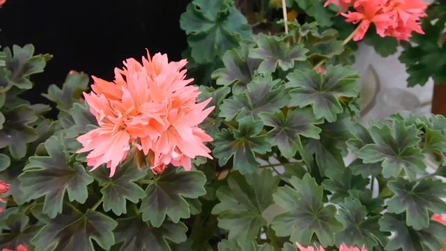 Пеларгония 'Bronze Butterfly ' смотреть онлайн