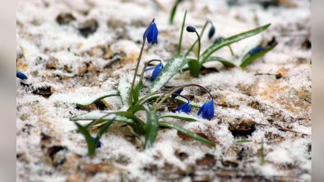 Оттепель / Thaw смотреть онлайн